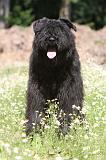 BOUVIER DES FLANDRES 017